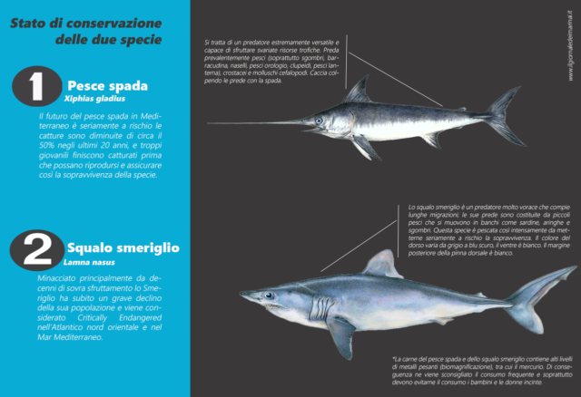 pesce spada o squalo, scopri le differenze